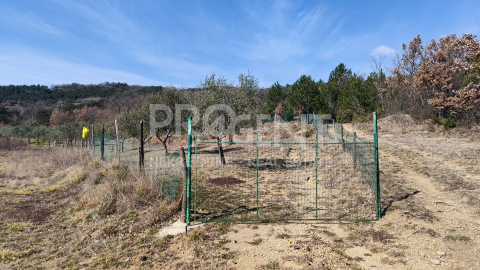 OLIVE GROVE WITH 85 OLIVES FOR SALE
