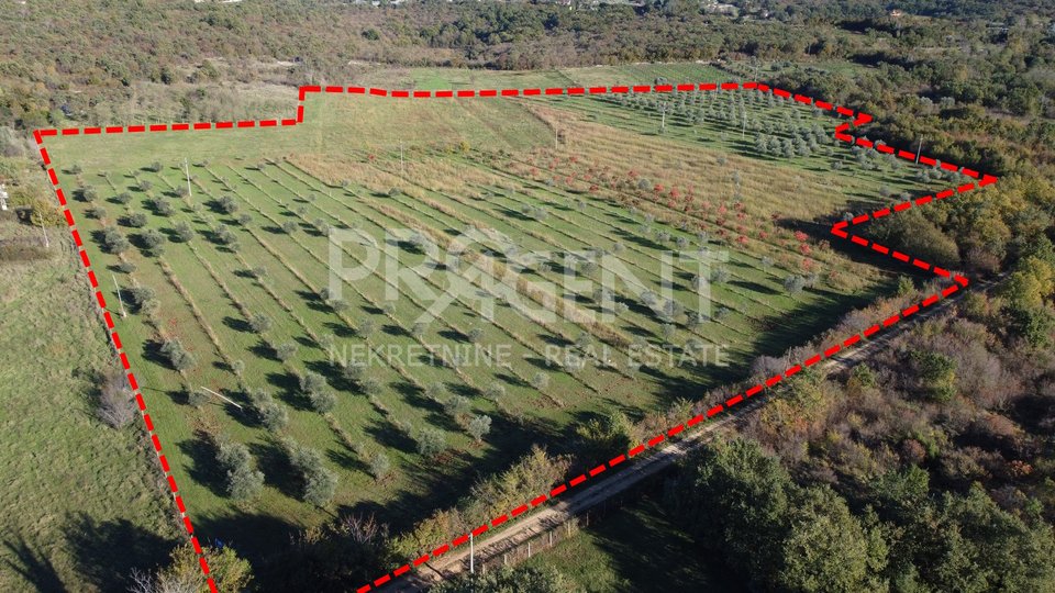 Land, 79815 m2, For Sale, Buje - Plovanija