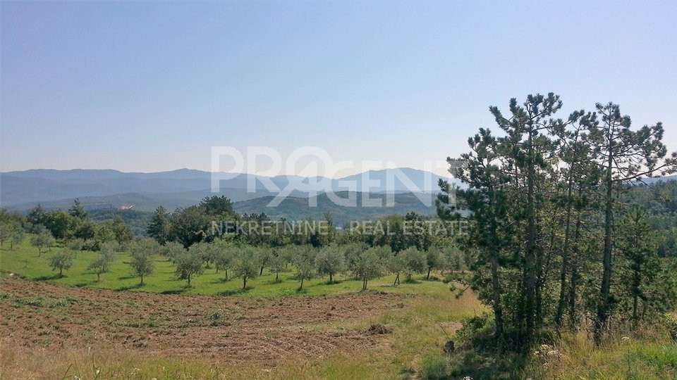 Olive grove with 347 olive trees