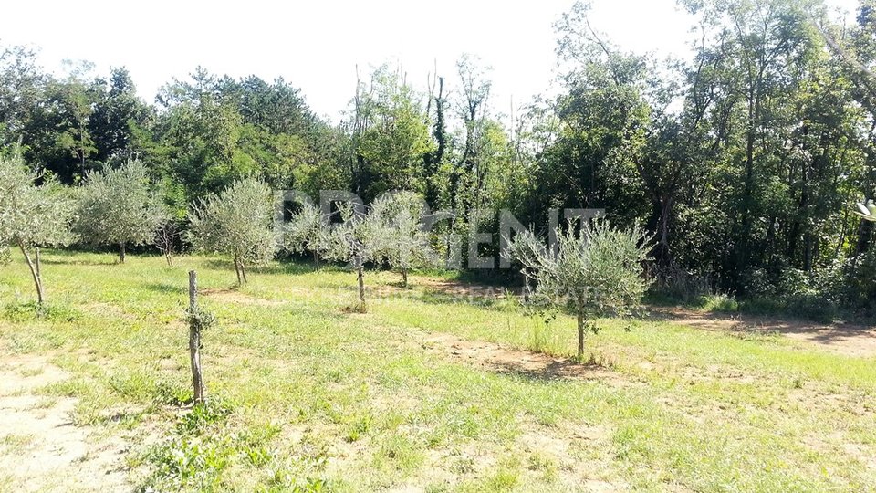 Olive grove with 347 olive trees